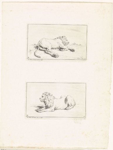 Two lions