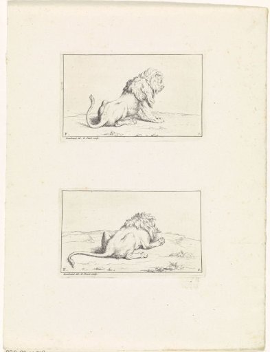 Lions, seen from behind