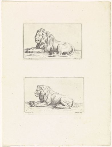 Lions, seen from the side