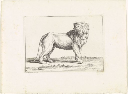 Lion Looking Upward