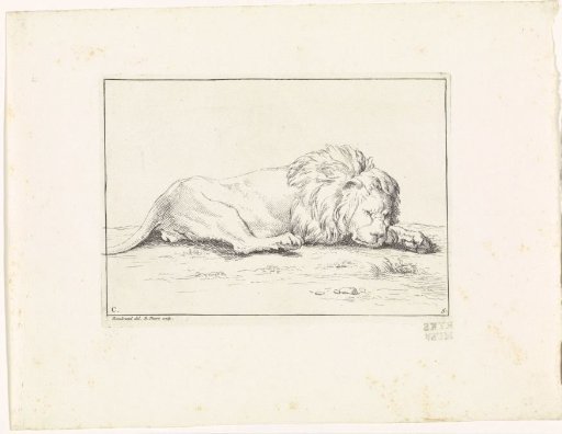 Sleeping Lion