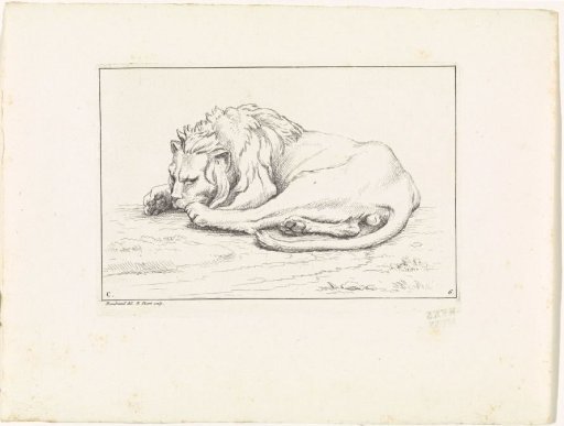 Lion on the Grass