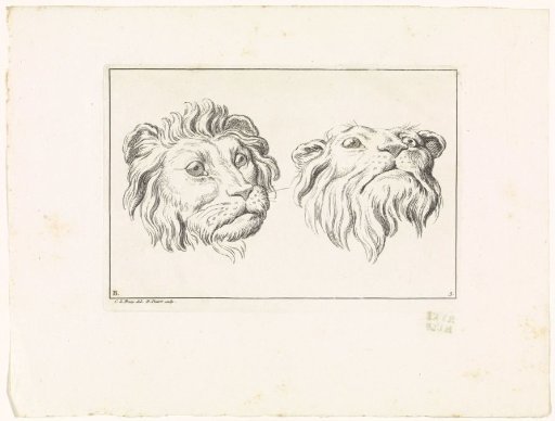 Lion and Lioness Heads