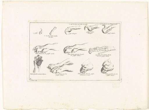 Anatomy of a Lion's Paw