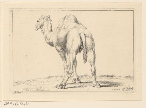 Landscape with a dromedary, seen from behind