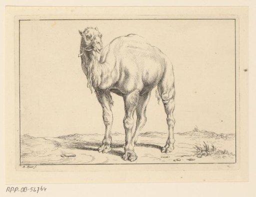 Landscape with a dromedary