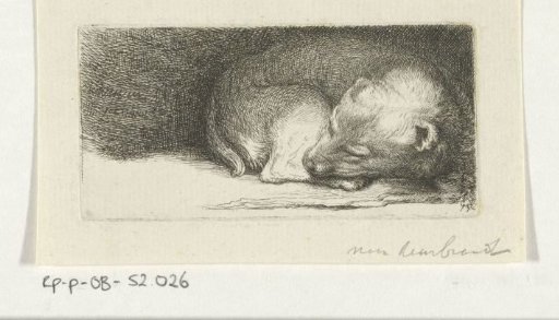 Sleeping Puppy