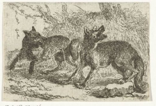 Two wolves