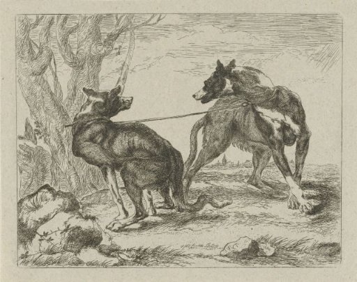Two dogs