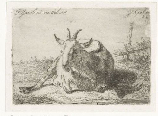 Recumbent goat, facing left