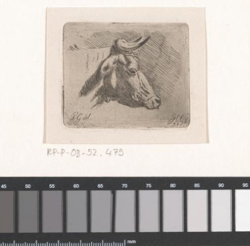 Head of a bull