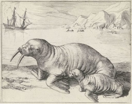 Walrus near Spitsbergen