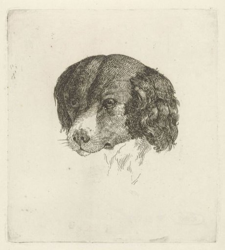 Head of a dog
