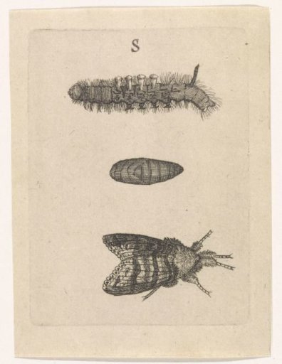 Caterpillar, cocoon and moth