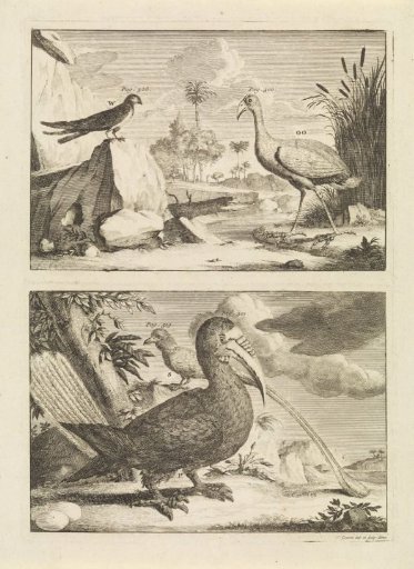 Four exotic birds