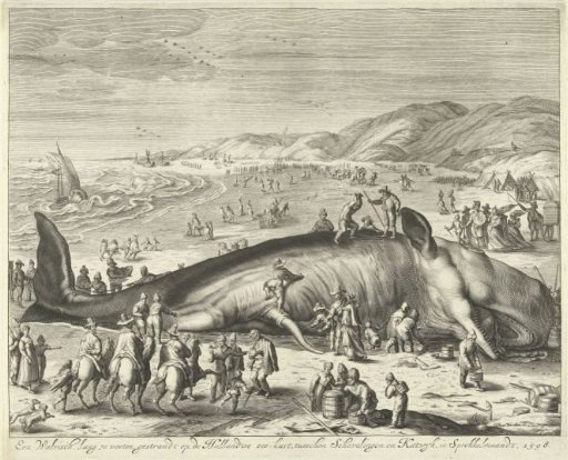 Stranded whale at Berckhey, 1598