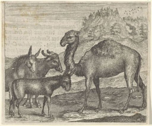 Fable of the Donkey, the Buffalo, the Camel and the Mule