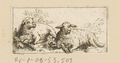 Two lambs