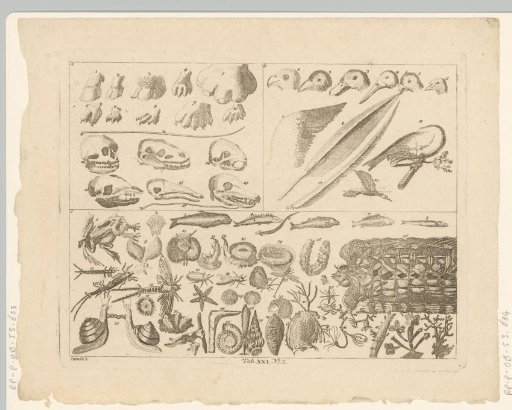 Encyclopedic representation of animals