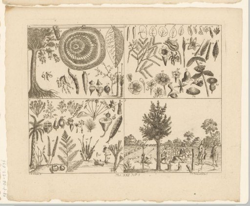 Encyclopedic representation of plants