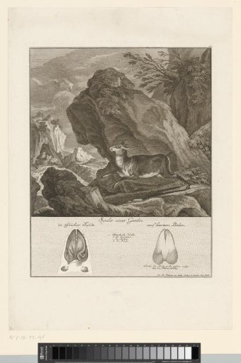 Chamois with track