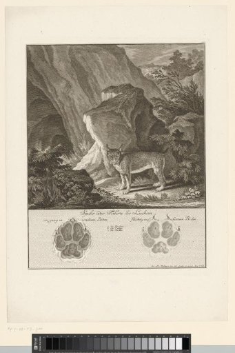 Lynx with track