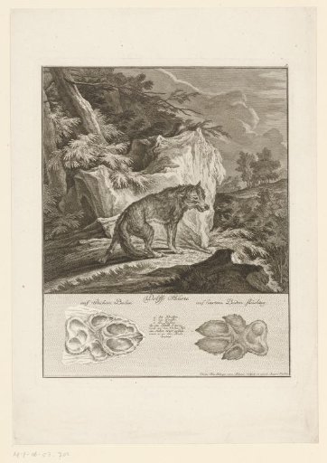 Wolf with track