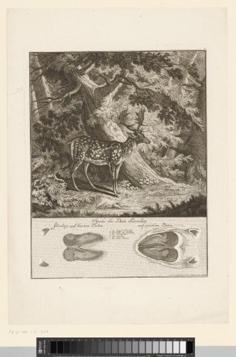 Fallow deer with track