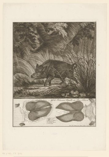Wild boar with track