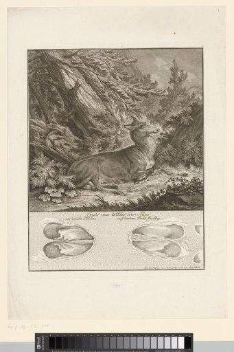 Stag with track