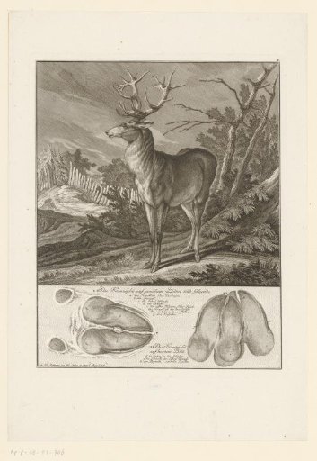 Stag with track