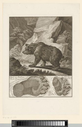Bear with track
