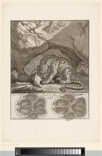 Tiger with track