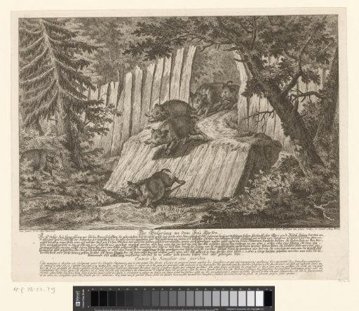 Trap for wild boars