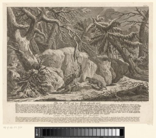 Hunters shooting at wolves lured by a dead animal