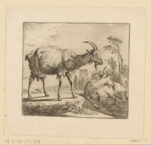 Standing and lying goat