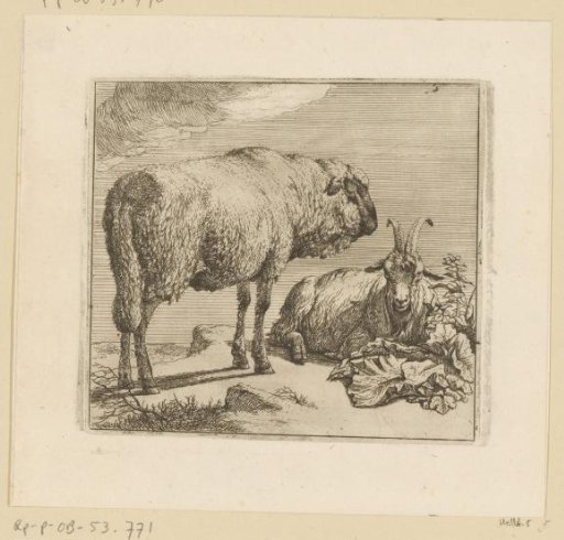 Standing sheep and lying goat