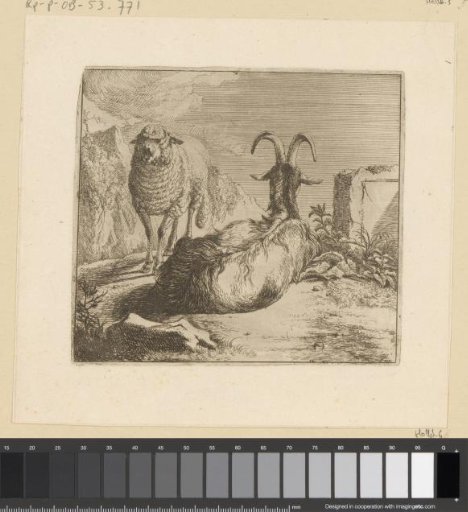 Lying goat and standing sheep