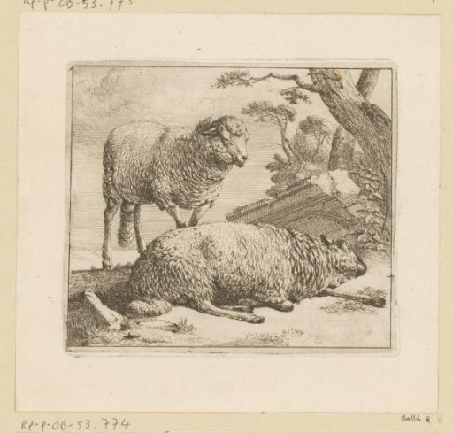 Lying and standing sheep