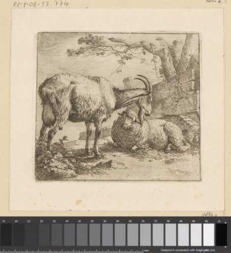 Lying sheep and standing goat at a fence