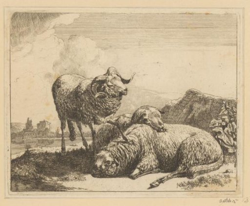Ram with a foot on a lying sheep