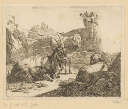 Lying goat and sheep and standing sheep at a wooden fence