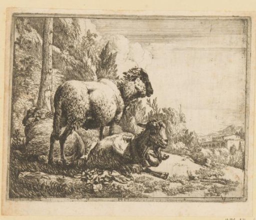 Standing and lying sheep and lying goat with a bell around