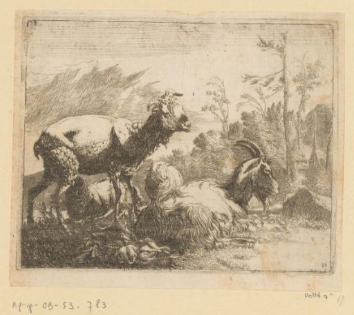 Shorn sheep, lying goat and two sheep