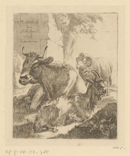 Lying cow, goat and standing ram