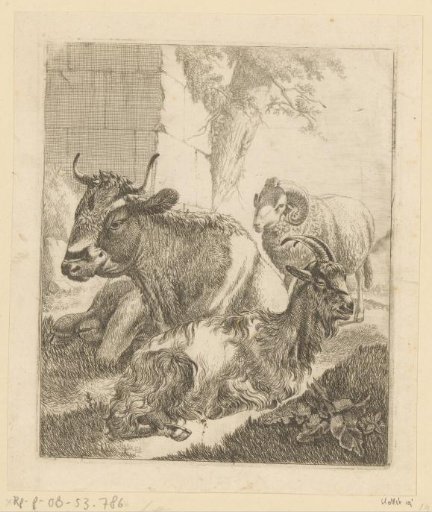 Lying cow, goat and standing ram