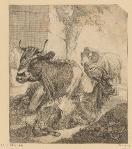Lying cow, goat and standing ram