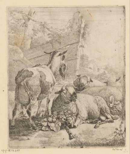 Standing goat and three lying sheep