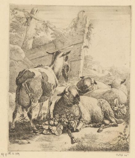 Standing goat and three lying sheep