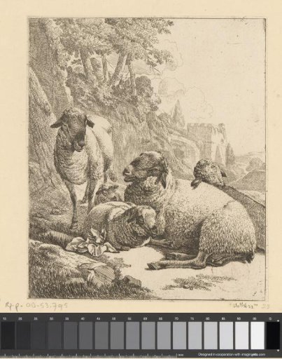 Standing sheep and three lying sheep